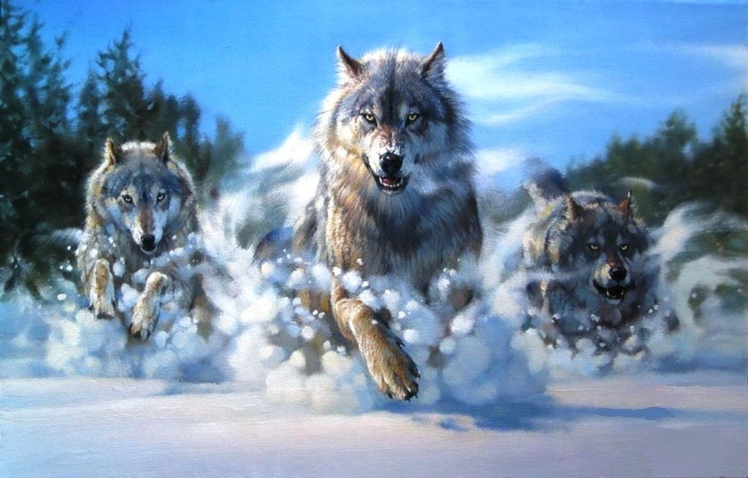 Wolf el líder de la manada