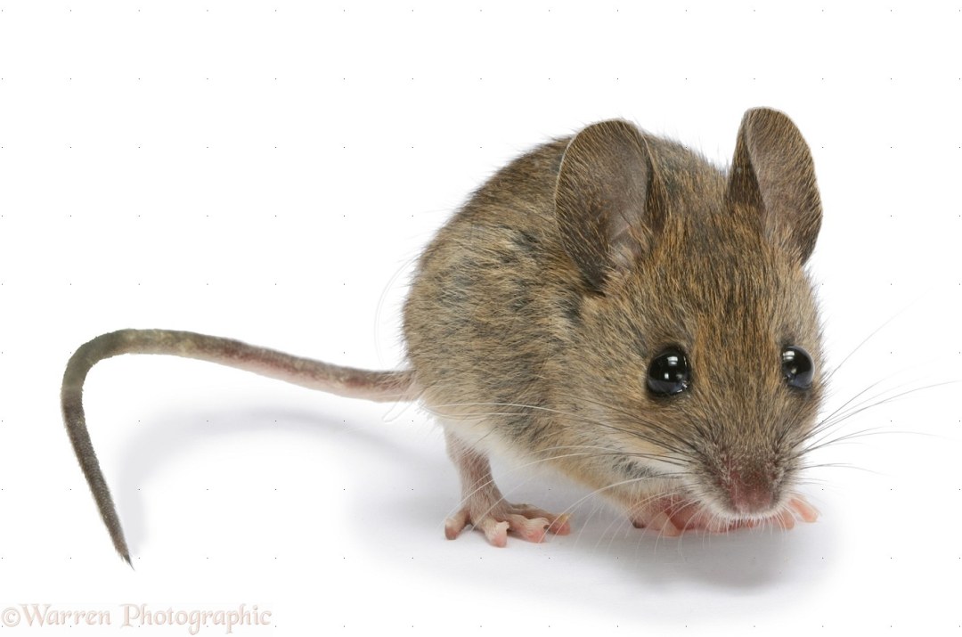 La cola del mouse