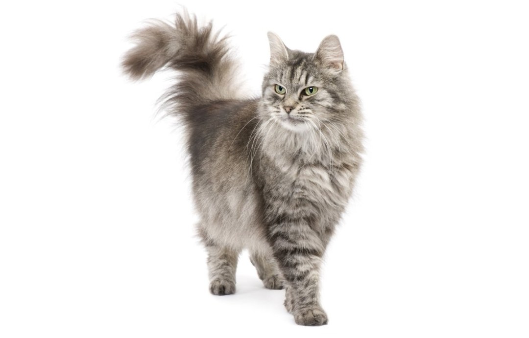 Analostanka Royal Cat Breed