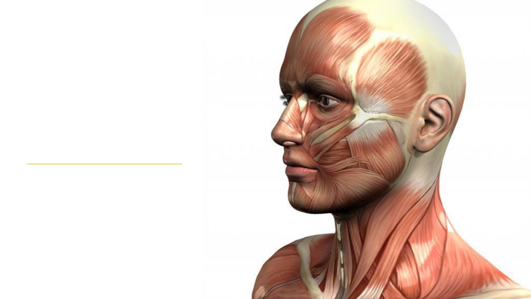 Anatomía del envejecimiento de la cara