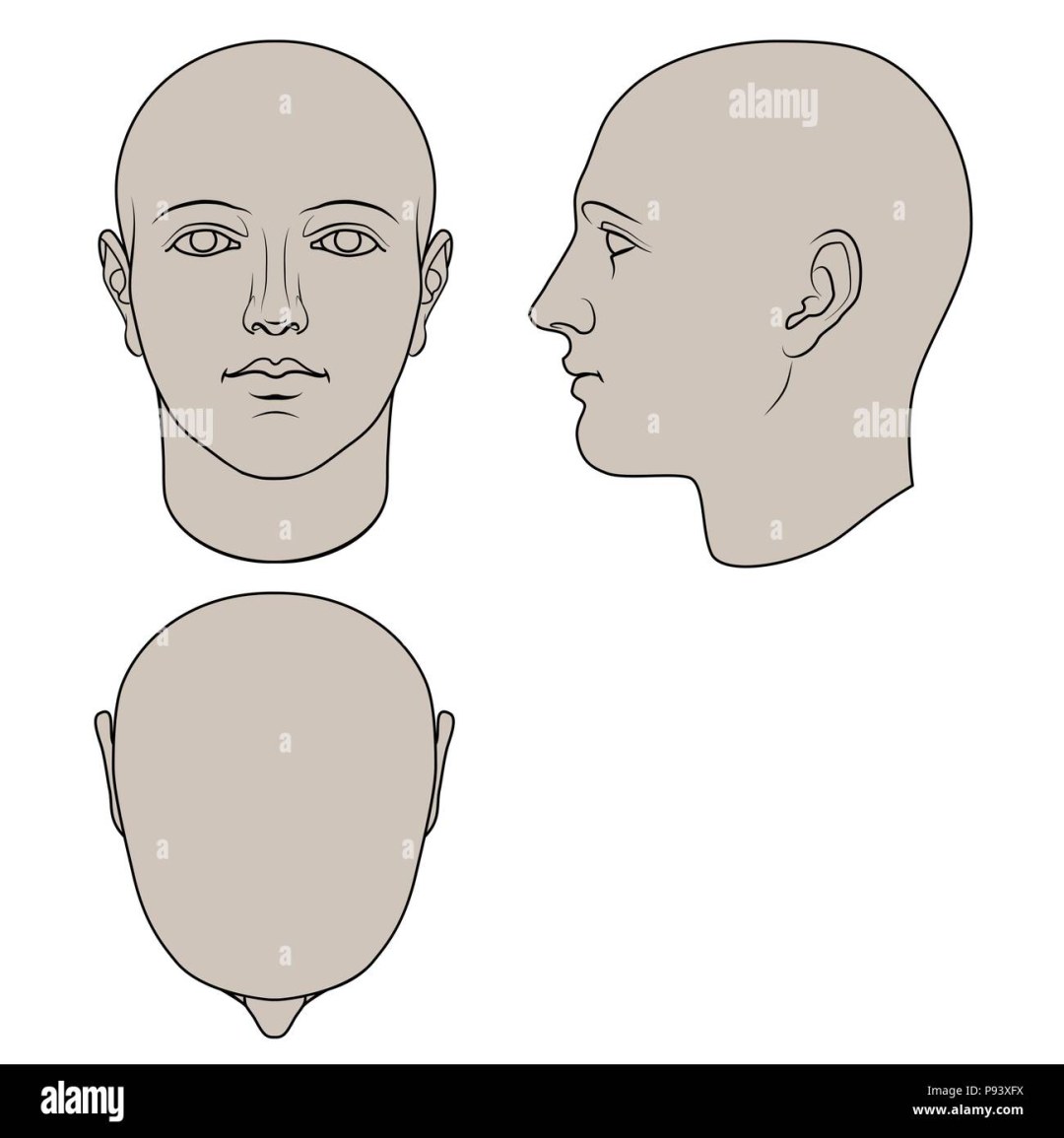 Cabeza humana en anfas y perfil