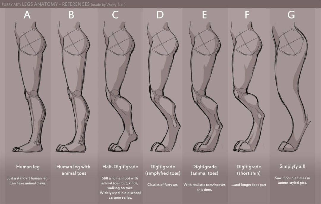 Referencia de pierna de anatomía de Furri