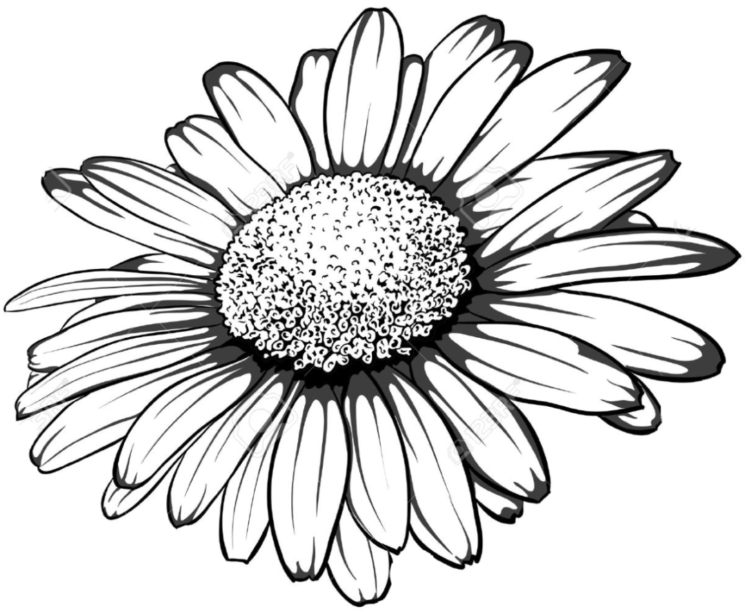 La manzanilla es negra