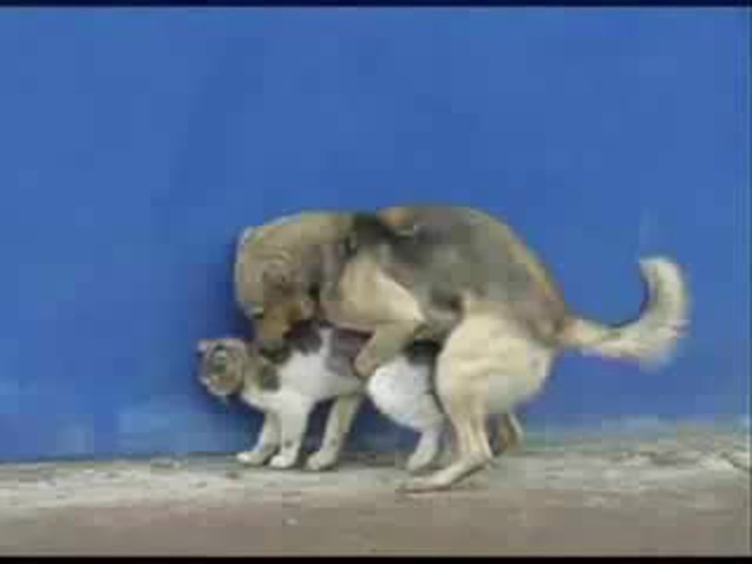 Los compañeros de perro con un gato