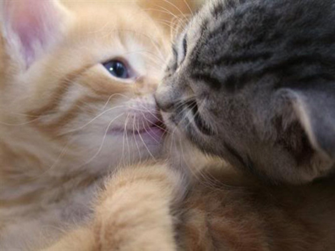 Te amo, gatito