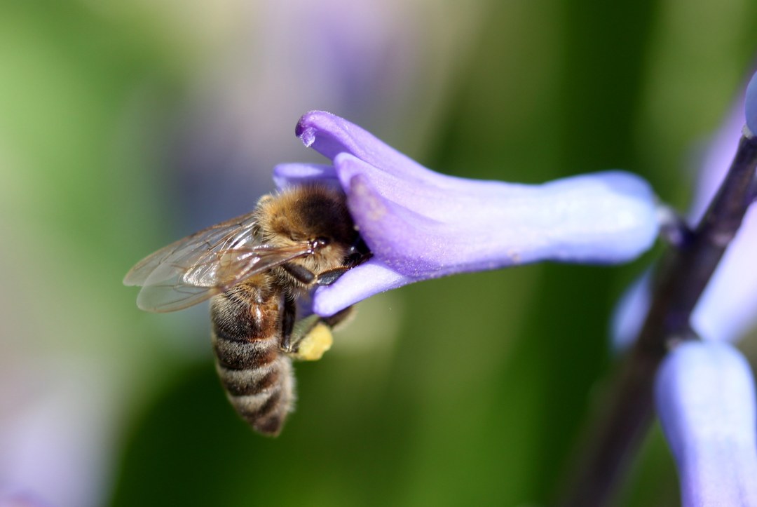 Las abejas polinizan las plantas