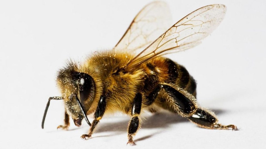 Abeja sobre un fondo transparente