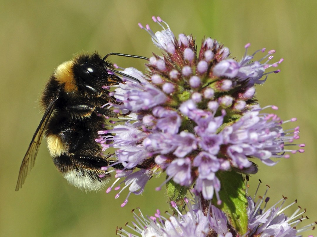 Abeja emoji