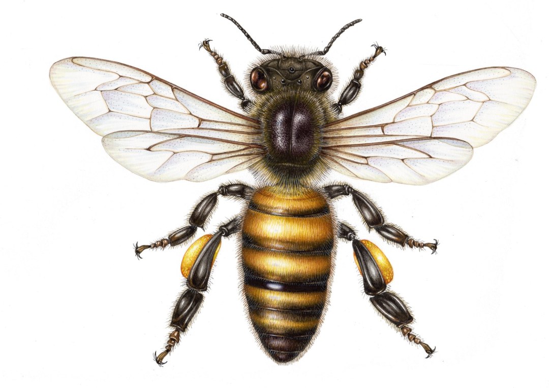 Abeja sobre un fondo blanco
