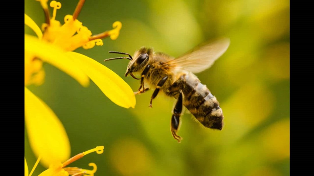 Memes sobre abejas