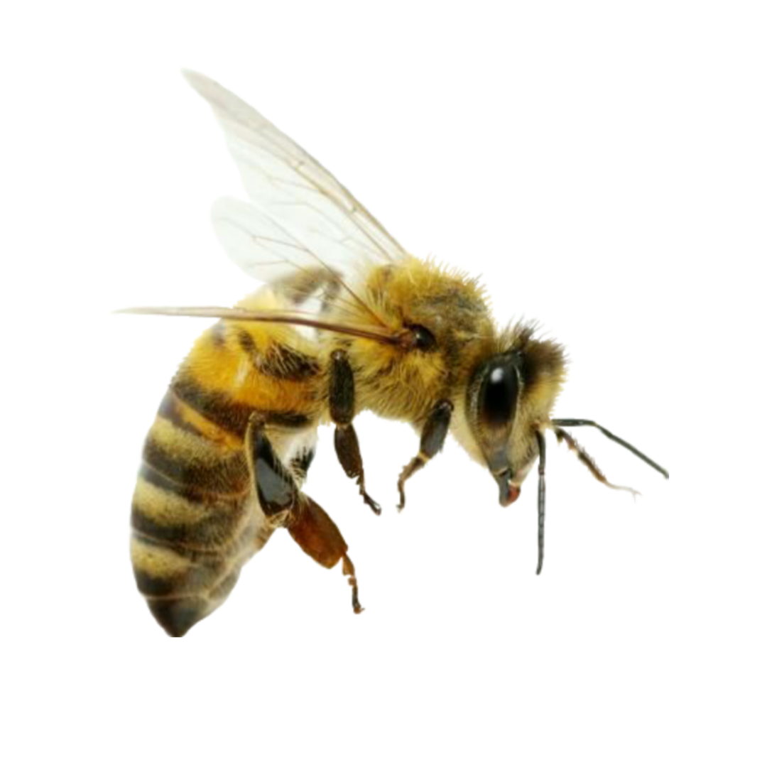 Abeja desde diferentes ángulos