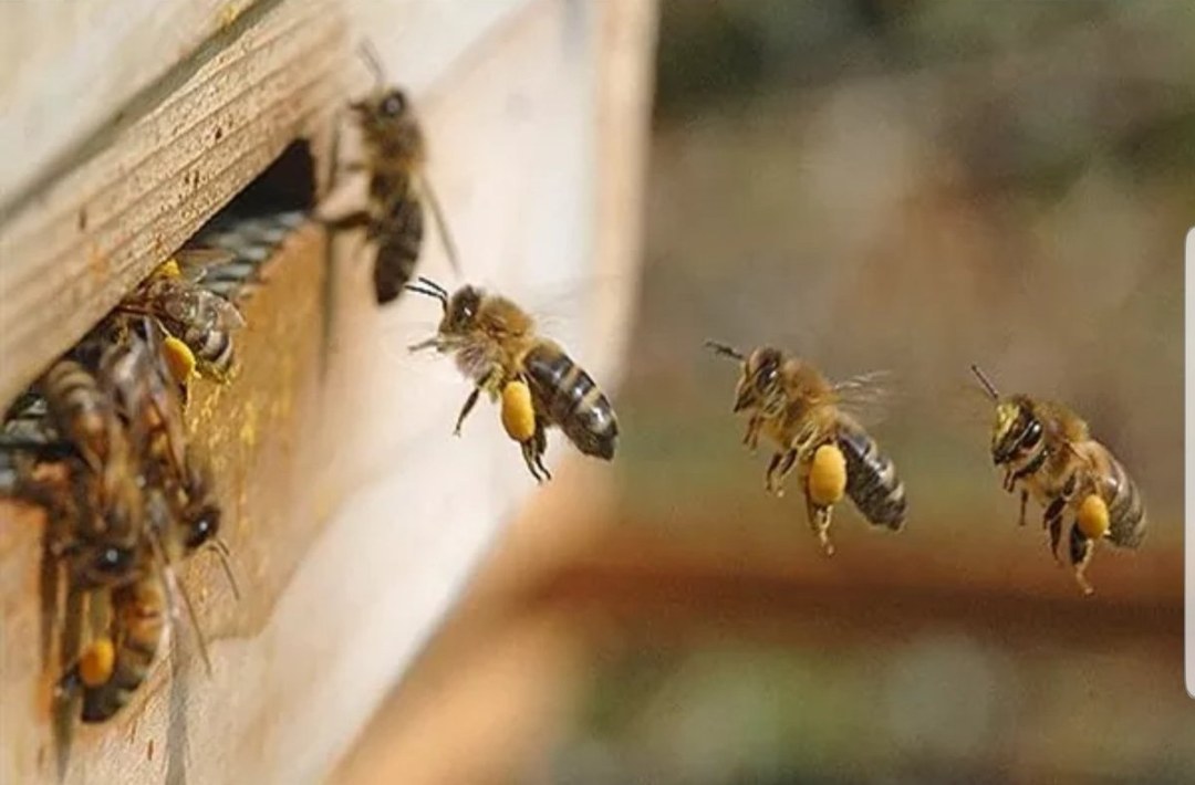 Tres abejas