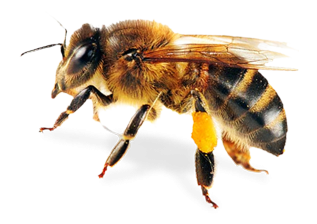 Dibujos animados de abeja