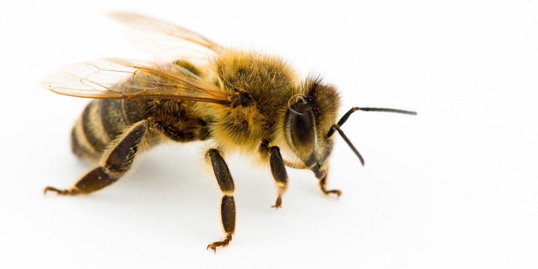 Dos abejas
