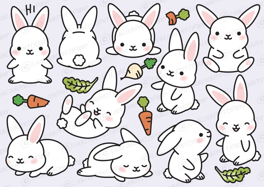 Vector de conejo y conejo