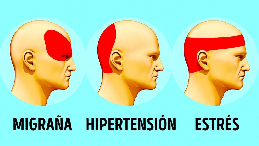 La estructura muscular de la pierna