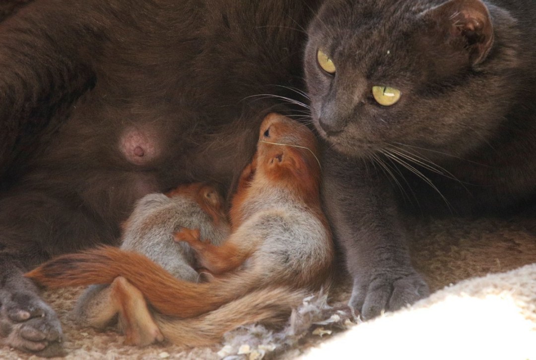 Gato Push y Belchata