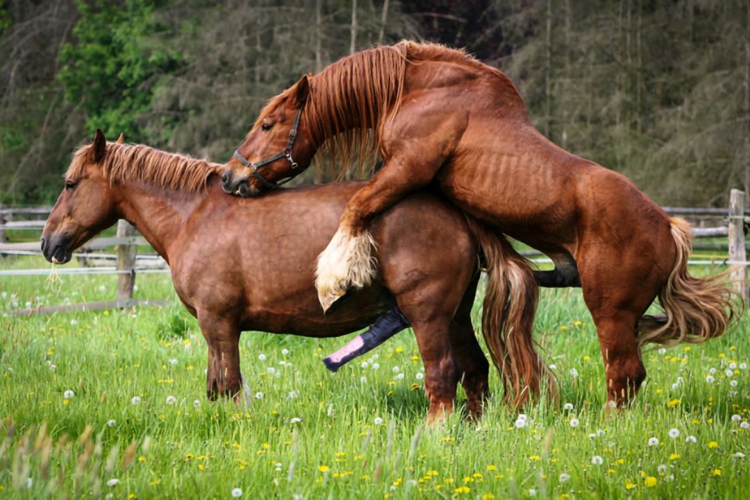 Caballos compañero