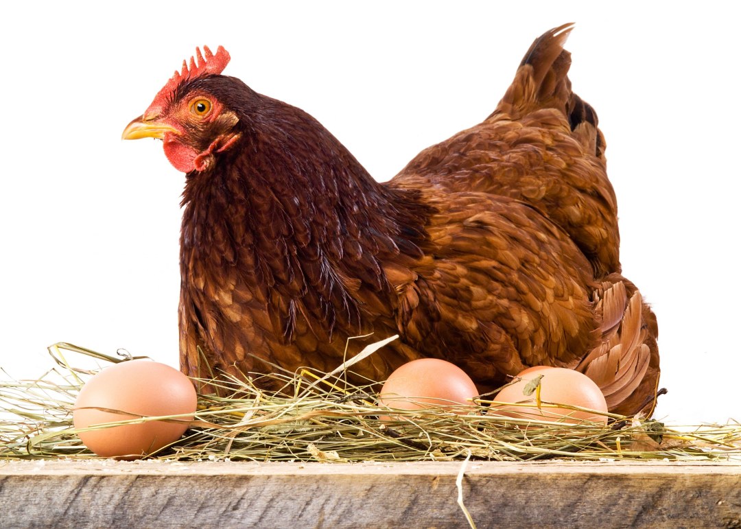 Pollo con huevos para publicidad