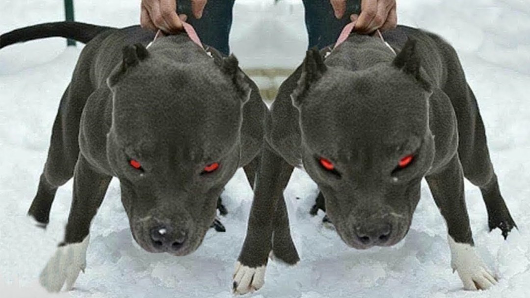 Pitbul Doberman Alabay