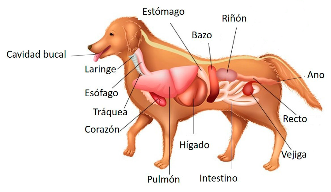 Anatomía del perro del bazo del edificio