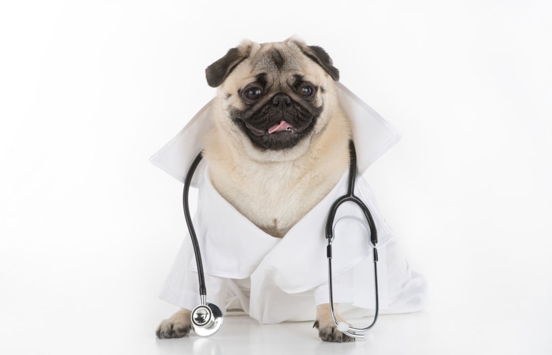 Perro en un vestidor de un médico