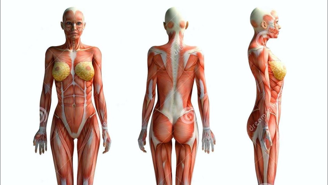 Anatomía del cuerpo femenino