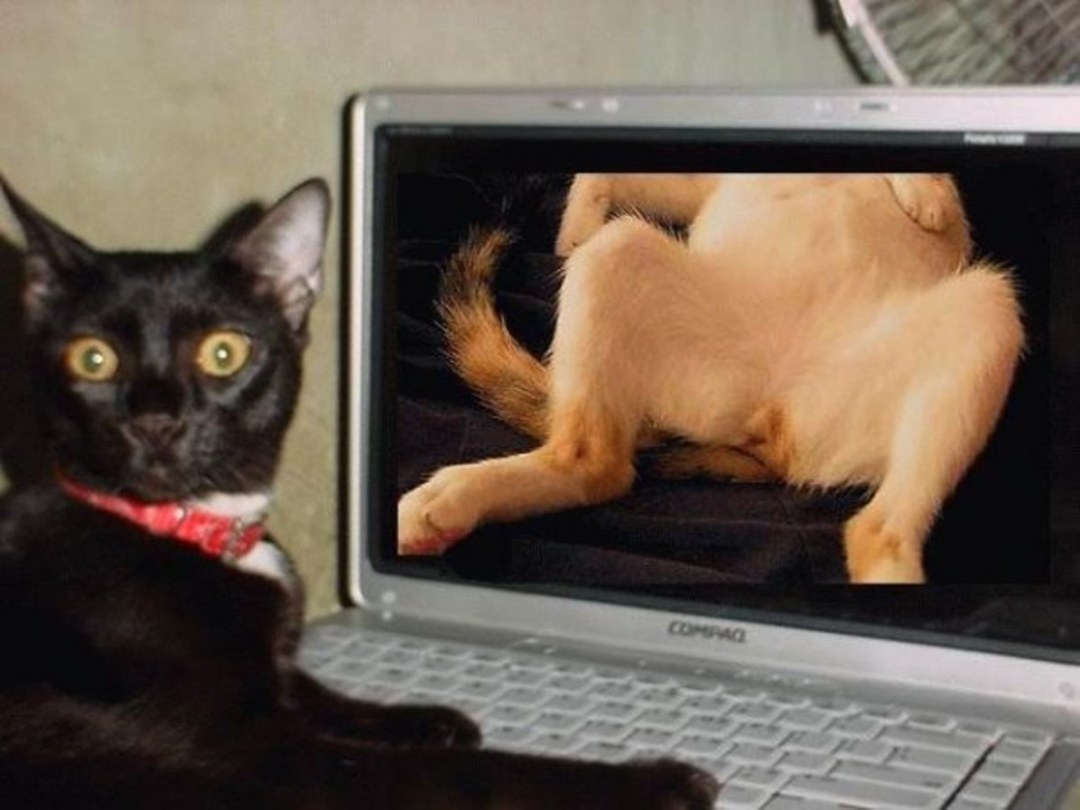 El gato está en el monitor