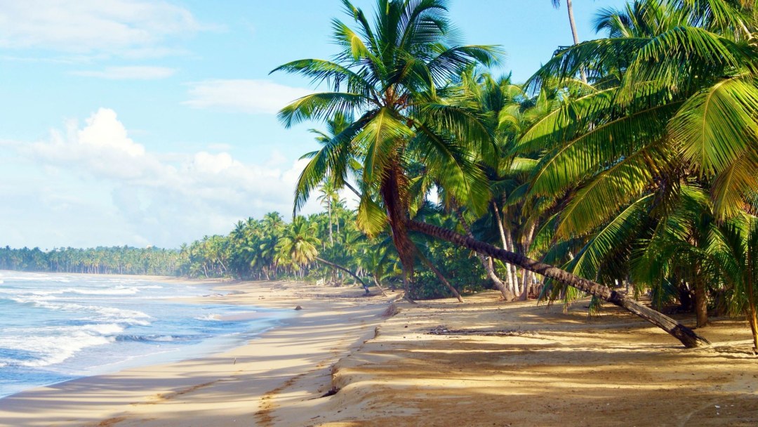 Campo de samana y palmeras altas