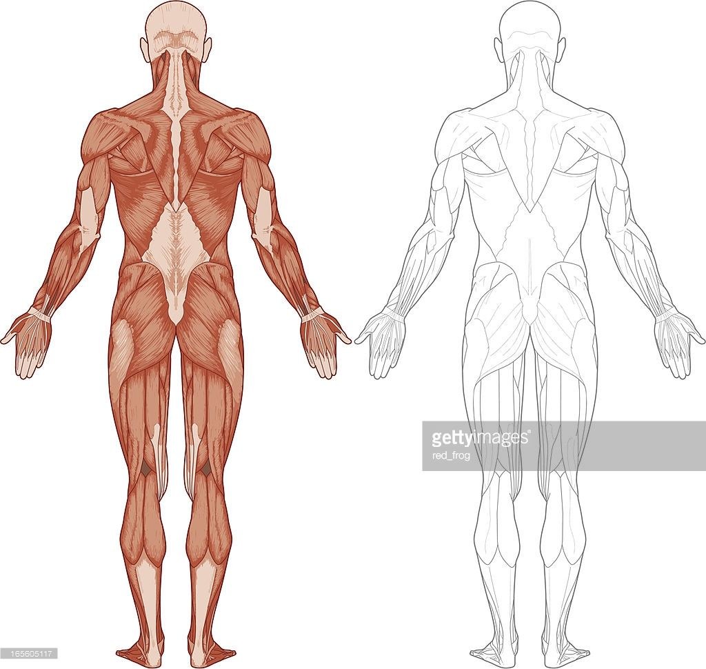 El contorno del músculo humano