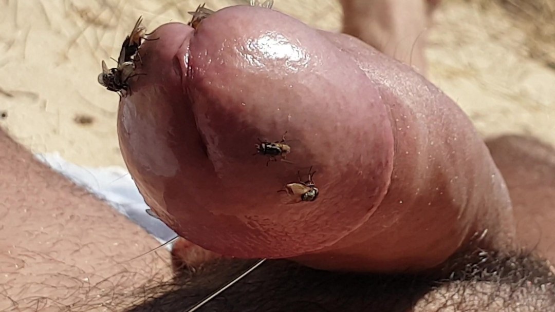 Tentáculos de uretra de inflación hentai