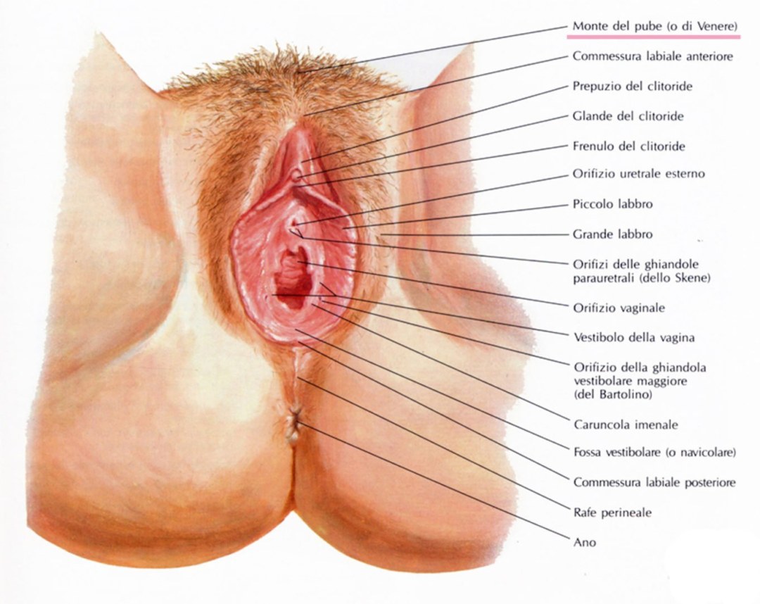 Genitales femeninos