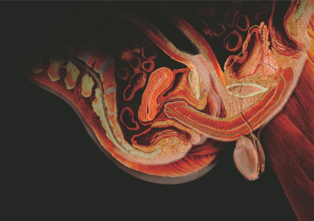 Anatomía de relaciones sexuales