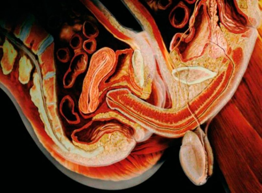 Vagina de las mujeres en el contexto