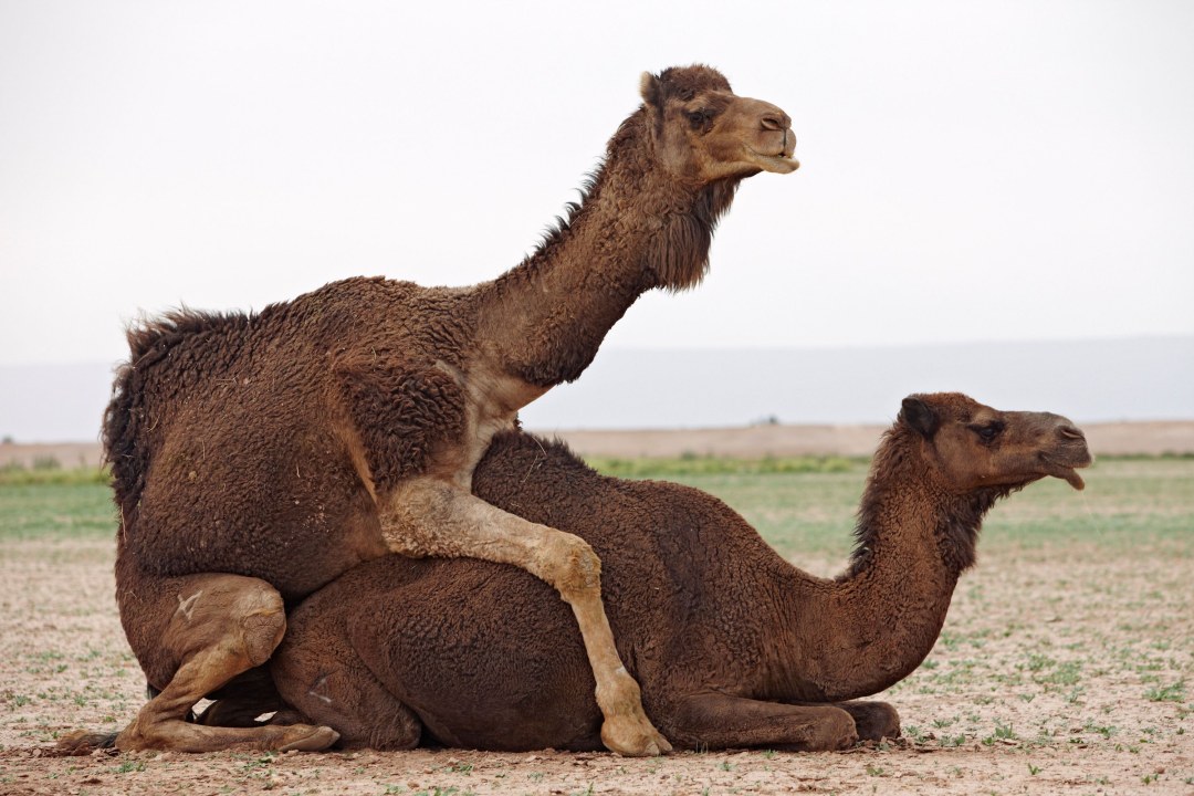 Camel en el período de boda