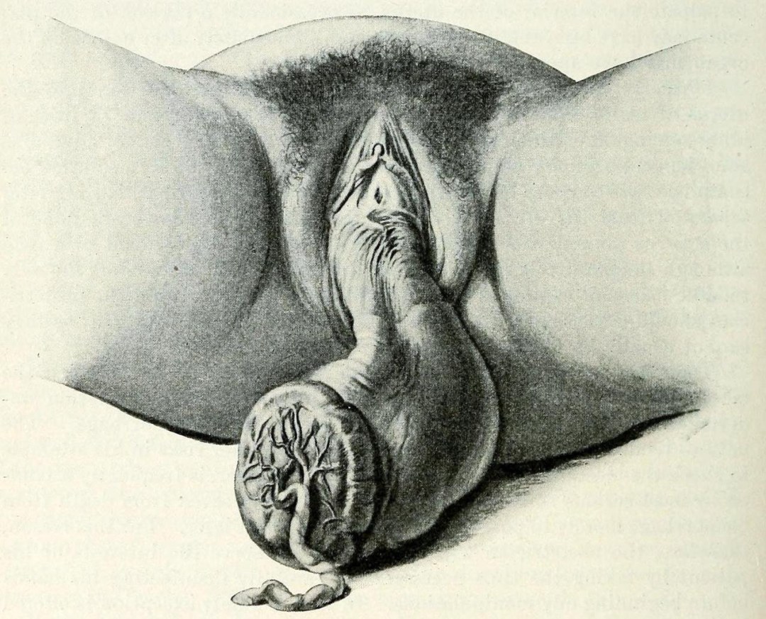 Anatomía de la vagina femenina