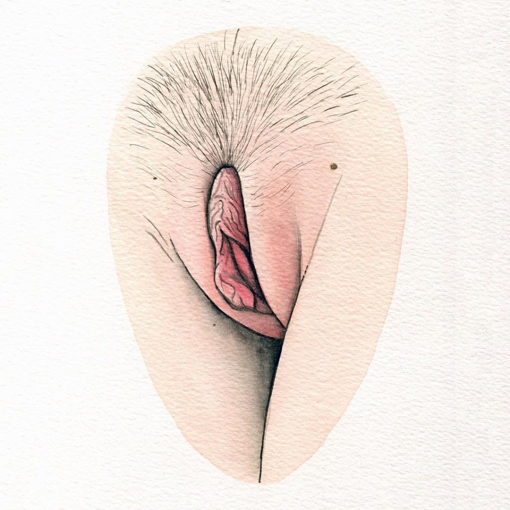 Dibujar genitales femeninos