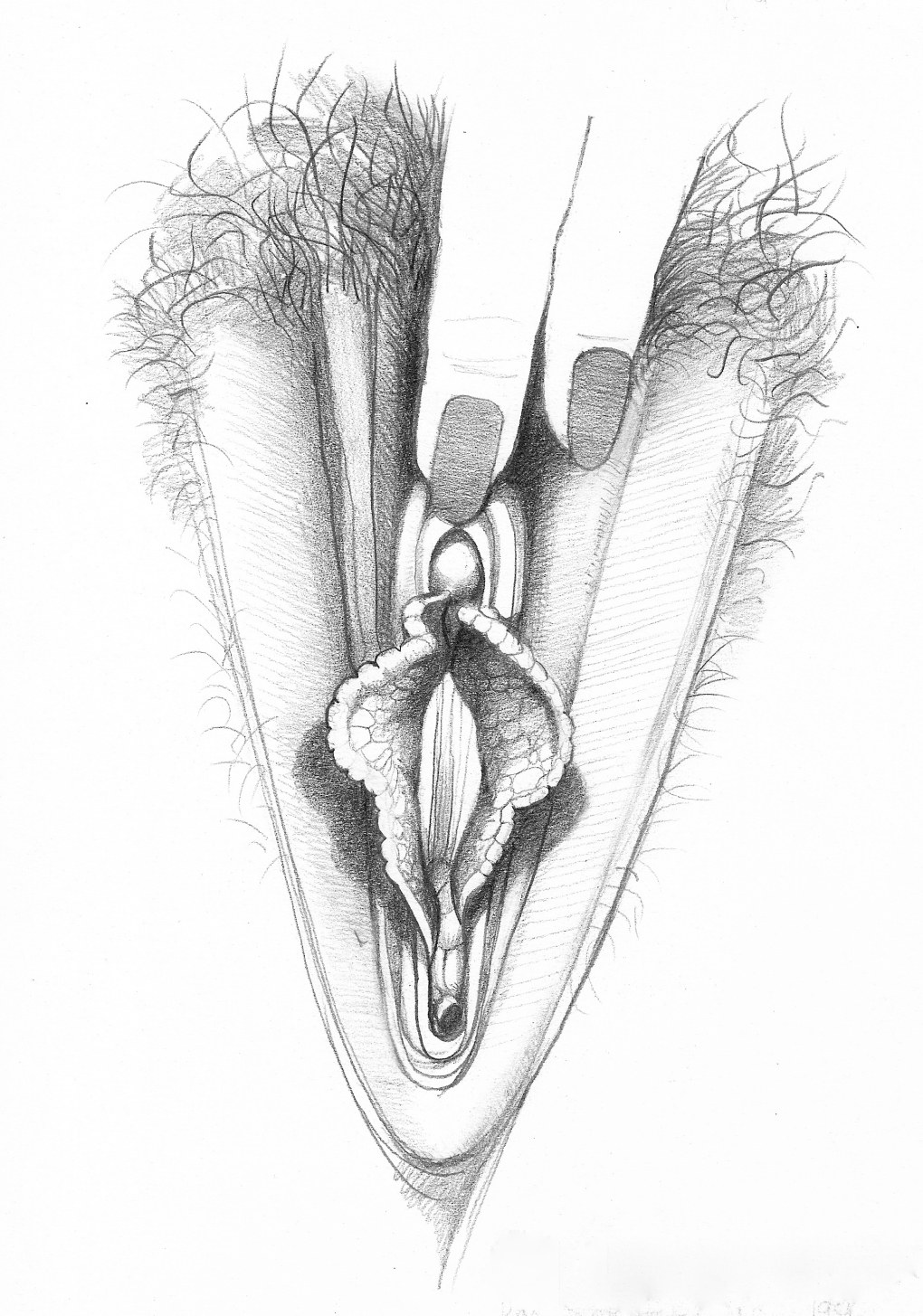 Dibujo médico de vagina