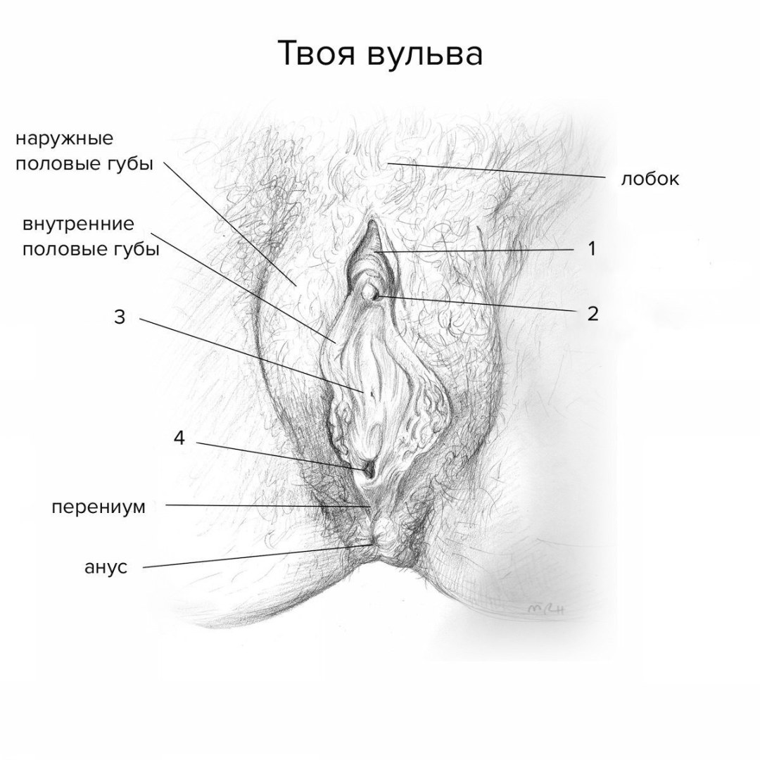 Estructura de vagina de mujeres