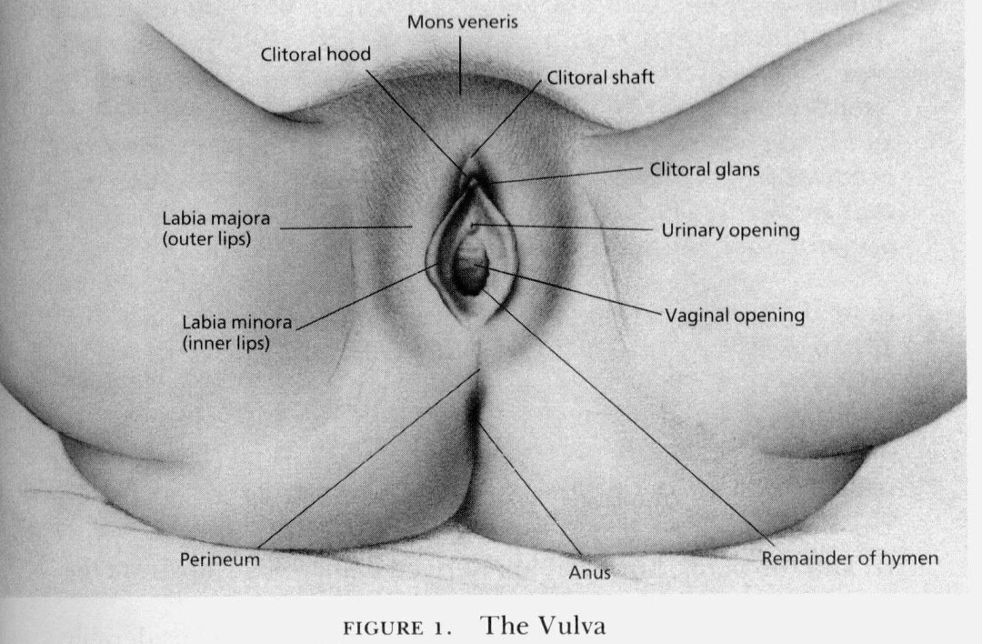 Órganos genitales externos del esquema de mujeres