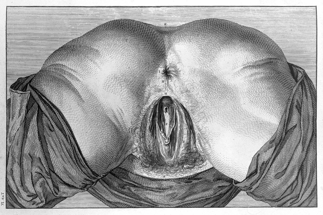 Anatomía de la entrepierna de mujeres