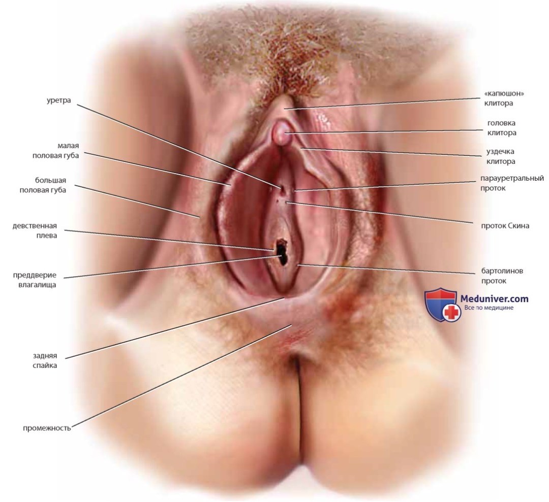 Uretra en la víspera de la vagina