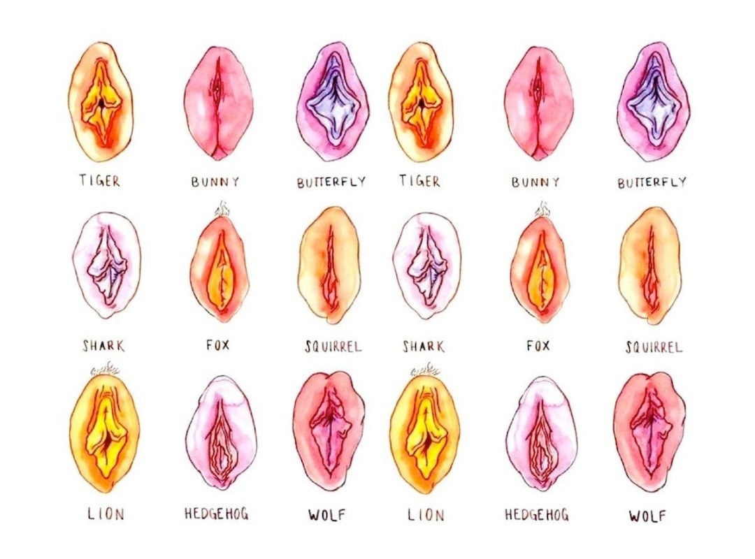 El nombre de la vagina femenina