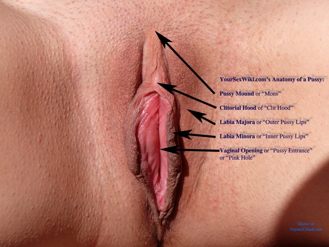 Anatomía de la entrepierna de mujeres