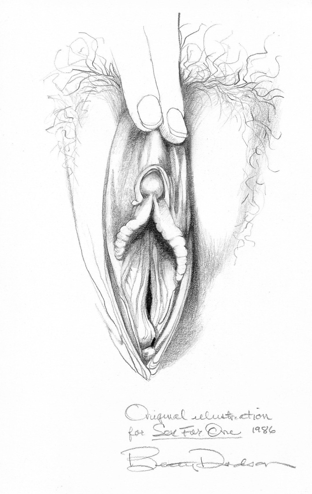 Dibujos de genitales femeninos