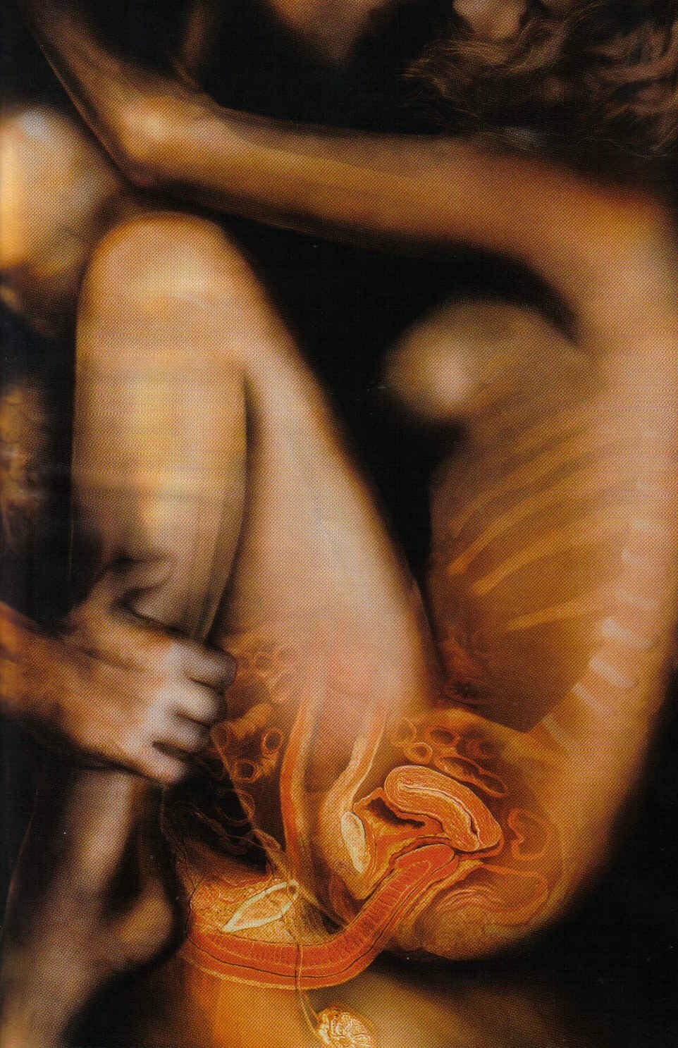 Anatomía de relaciones sexuales