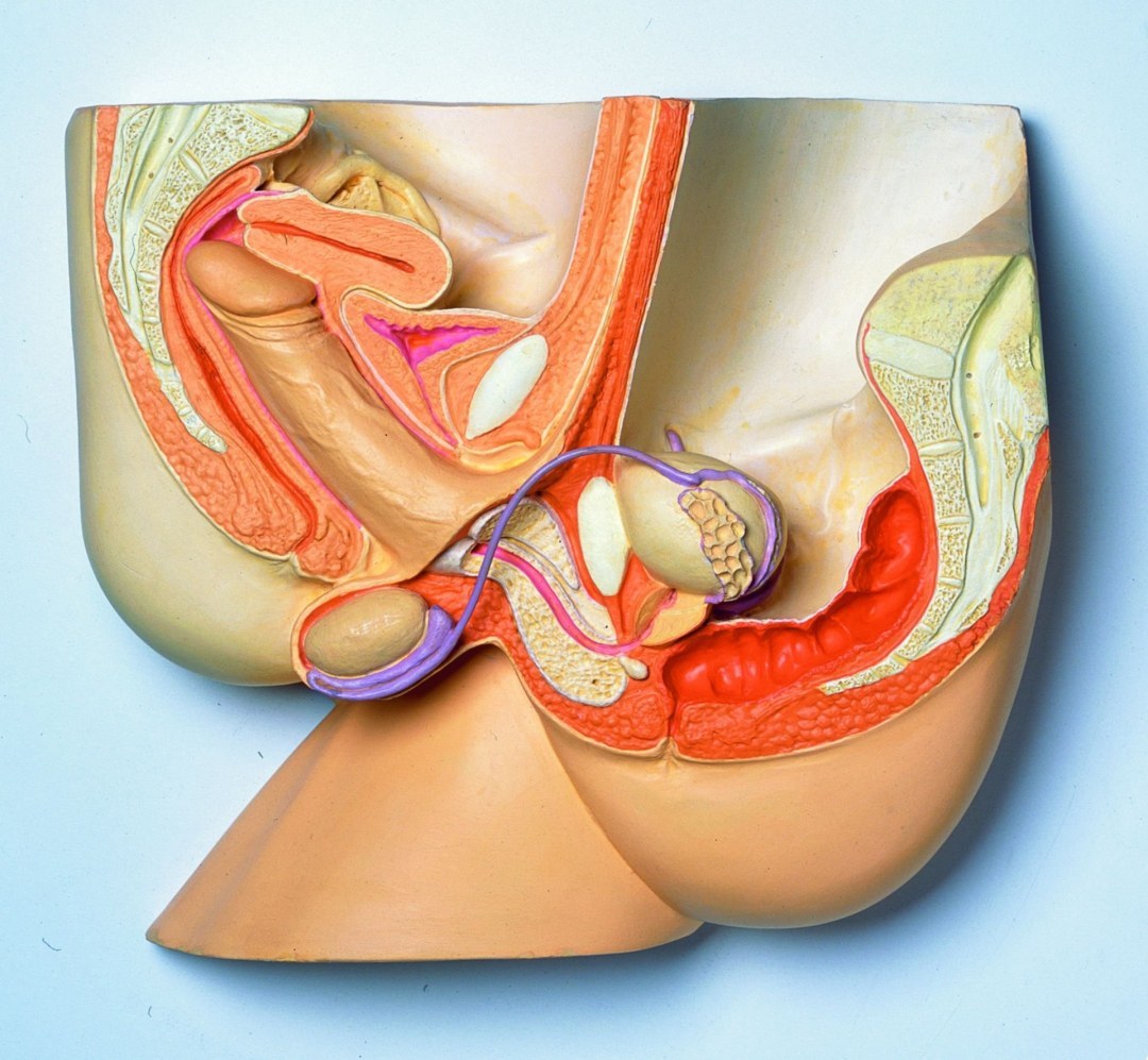 Anatomía de relaciones sexuales