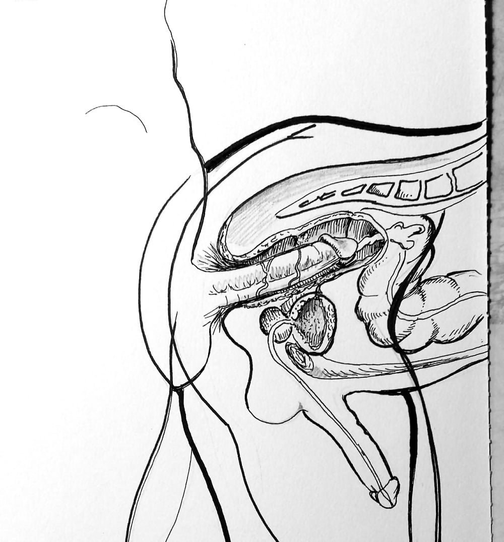 Anatomía de relaciones sexuales en la sección