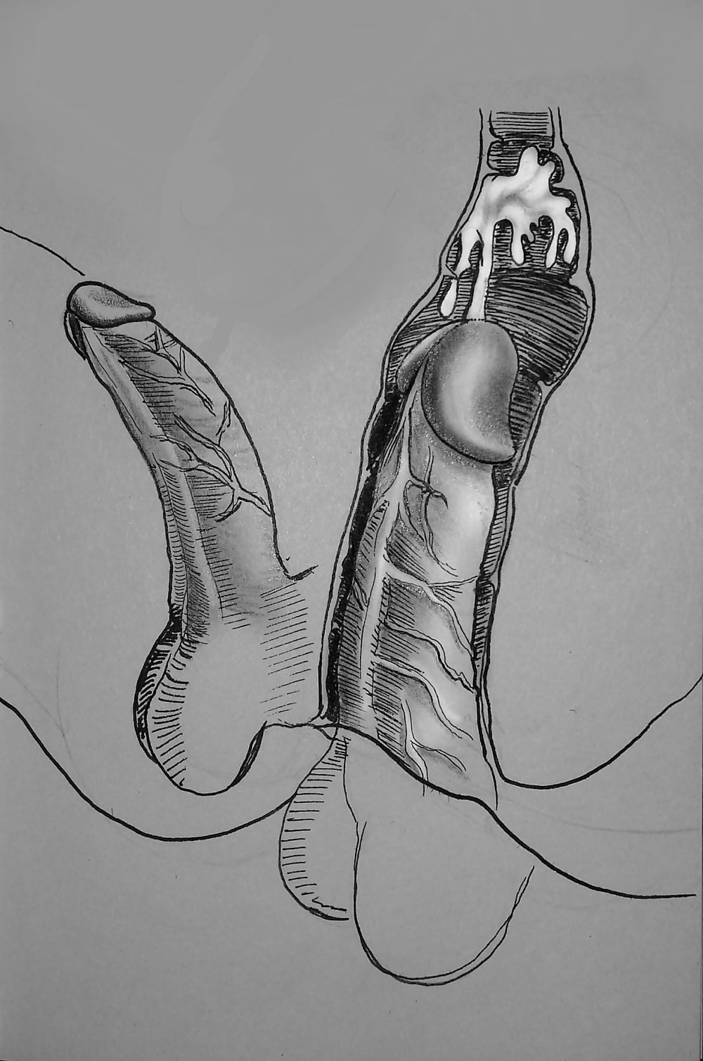 Arte del pene masculino