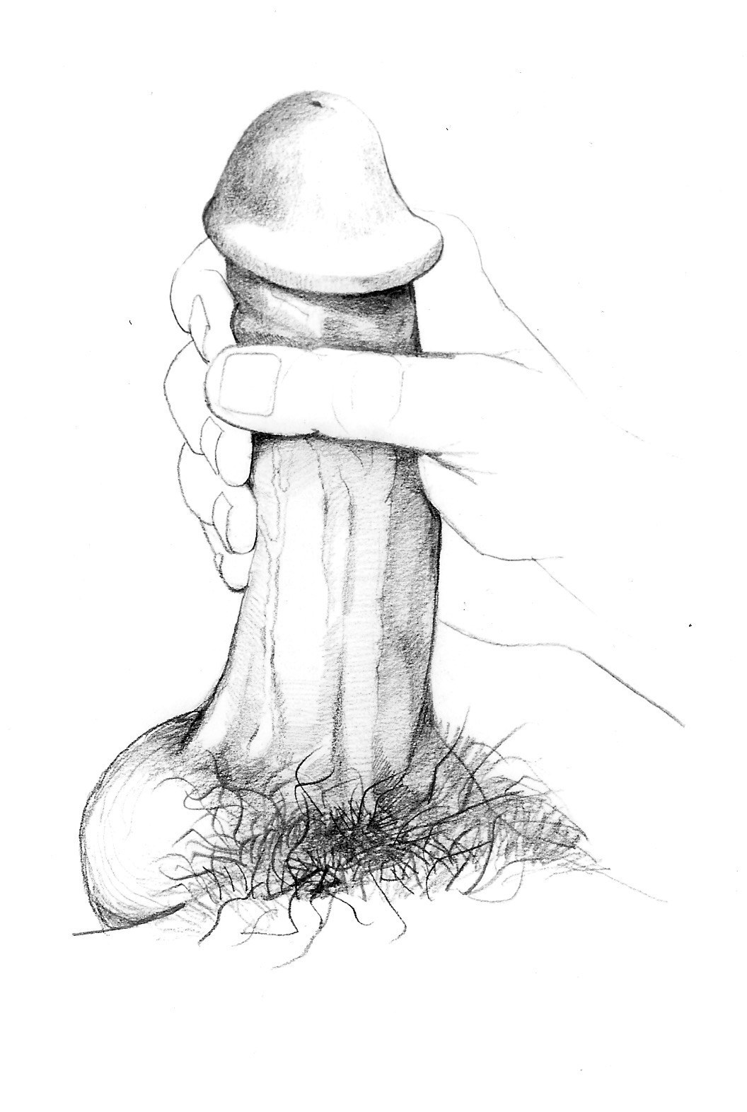 Miembro dibujado